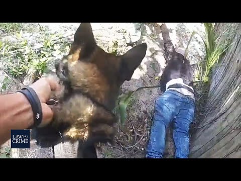 Top Police K-9 Takedowns & Captures Caught on Bodycam