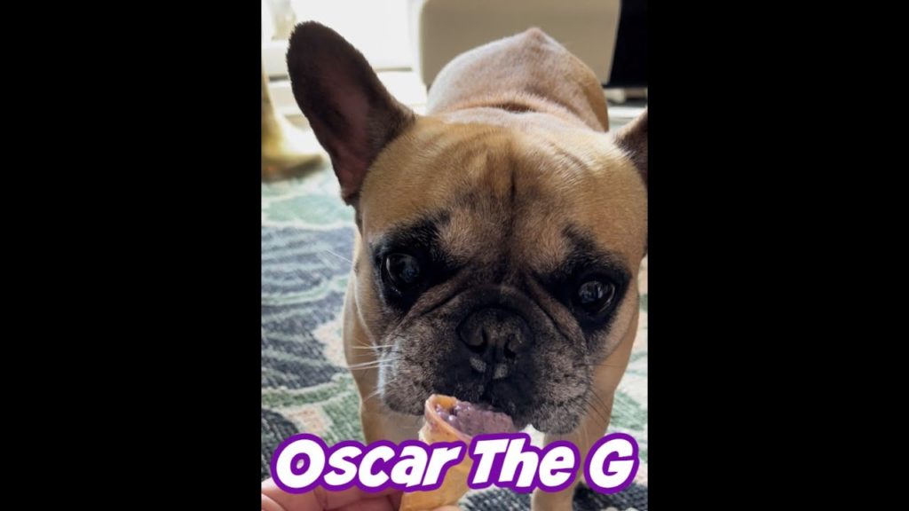 Oscar just having a cone😂